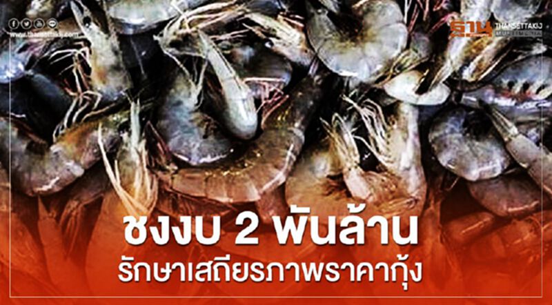 ชงงบ 2 พันล้านรักษาเสถียรภาพราคากุ้ง ชงงบ 2 พันล้านรักษาเสถียรภาพราคากุ้ง