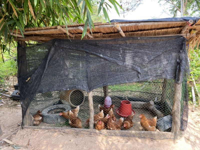 ปศุสัตว์แจกไก่-เป็ด ช่วยฝ่าวิกฤติ