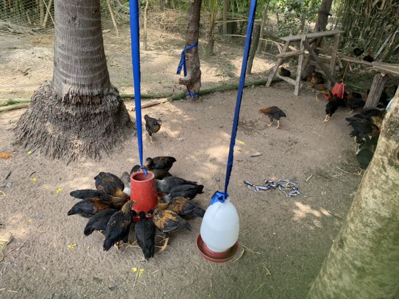 ปศุสัตว์แจกไก่-เป็ด ช่วยฝ่าวิกฤติ