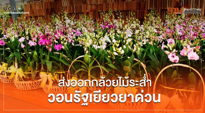 ส่งออกกล้วยไม้ระส่ำ วอนรัฐเยียวยาด่วน ส่งออกกล้วยไม้ระส่ำ วอนรัฐเยียวยาด่วน