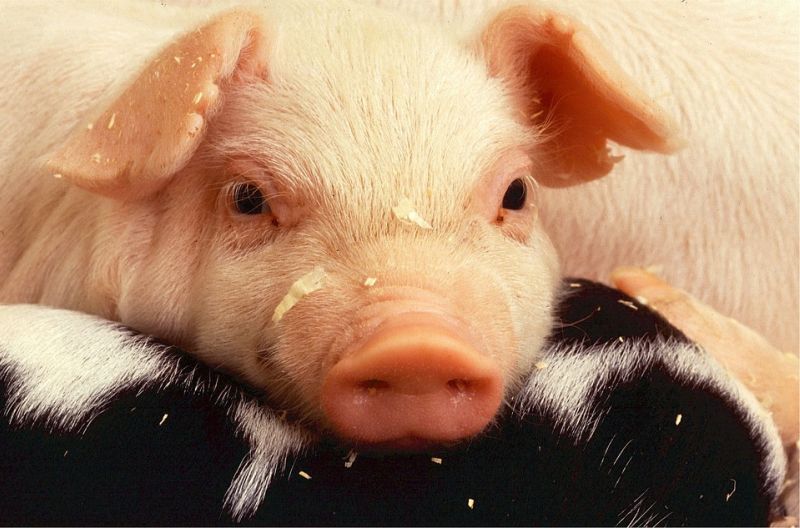 หมูไทยระส่ำกัมพูชาขายดัมพ์ราคา