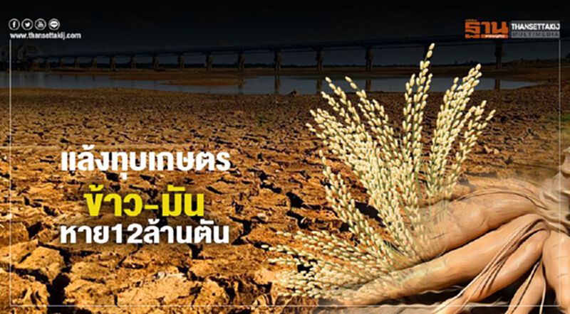 แล้งทุบเกษตร ข้าว-มันหาย12ล้านตัน แล้งทุบเกษตร ข้าว-มันหาย12ล้านตัน