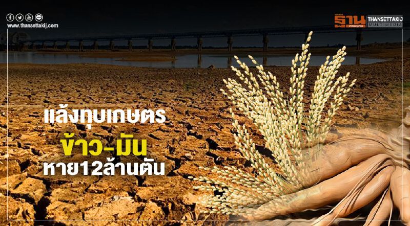 แล้งทุบเกษตร  ข้าว-มันหาย12ล้านตัน