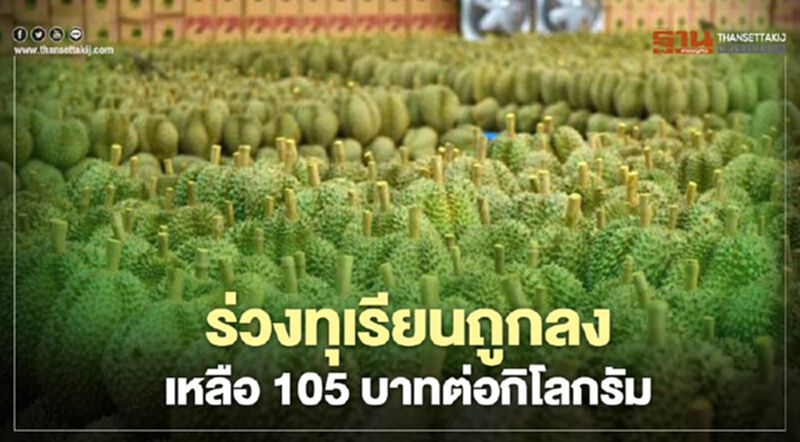 ร่วงทุเรียนถูกลงเหลือ 105 บาทต่อกิโลกรัม ร่วงทุเรียนถูกลงเหลือ 105 บาทต่อกิโลกรัม