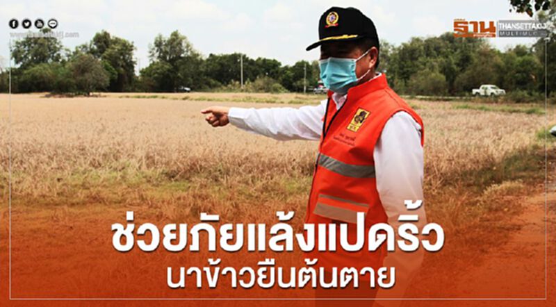 “นิพนธ์” ช่วยภัยแล้งแปดริ้ว นาข้าวยืนต้นตาย “นิพนธ์” ช่วยภัยแล้งแปดริ้ว นาข้าวยืนต้นตาย