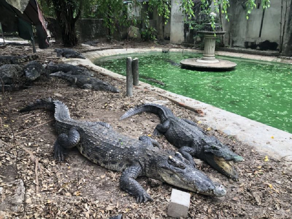 เปิดได้แค่ 5 ปี “สวนสัตว์ภูเก็ต” ไม่ต่อใบอนุญาต