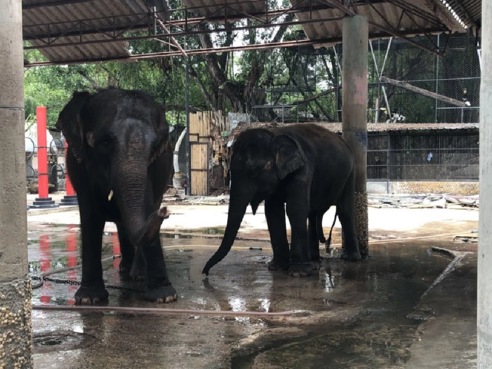 เปิดได้แค่ 5 ปี “สวนสัตว์ภูเก็ต” ไม่ต่อใบอนุญาต