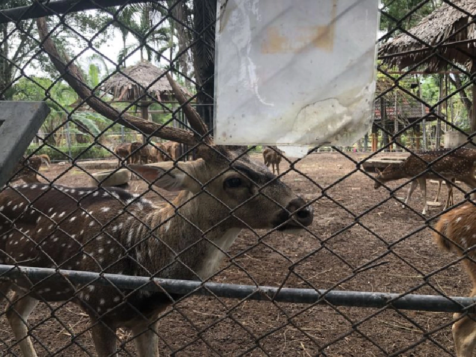 เปิดได้แค่ 5 ปี “สวนสัตว์ภูเก็ต” ไม่ต่อใบอนุญาต