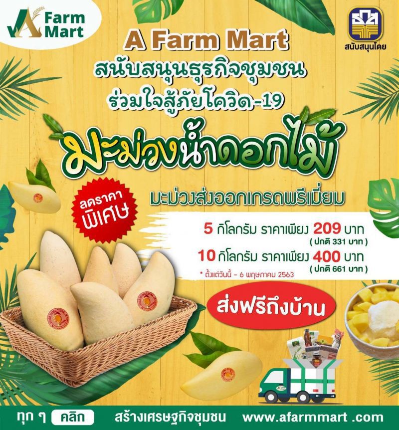 ธ.ก.ส.ช่วยเกษตรกรผู้ปลูกมะม่วงน้ำดอกไม้ฝ่าโควิด-19