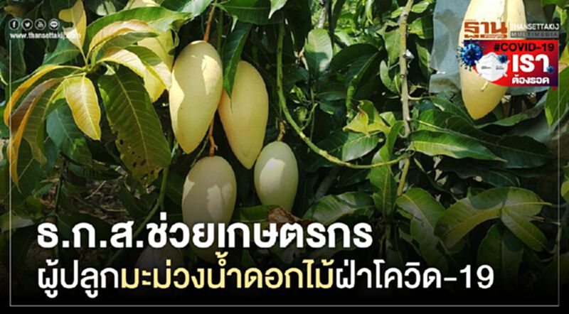 ธ.ก.ส.ช่วยเกษตรกรผู้ปลูกมะม่วงน้ำดอกไม้ฝ่าโควิด-19 ธ.ก.ส.ช่วยเกษตรกรผู้ปลูกมะม่วงน้ำดอกไม้ฝ่าโควิด-19