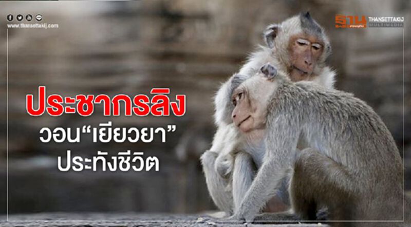 ประชากรลิง วอน”เยียวยา” ประทังชีวิต ประชากรลิง วอน”เยียวยา” ประทังชีวิต