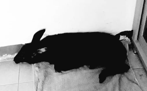 RIP อาลัยน้องเมล่อน ลูกเลียงผาหนีไฟป่า     