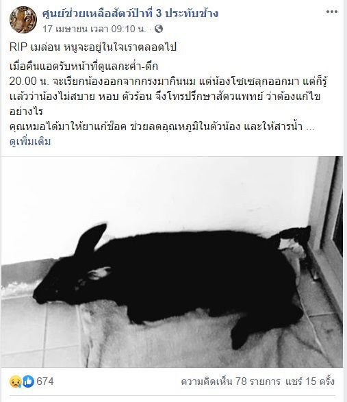 RIP อาลัยน้องเมล่อน ลูกเลียงผาหนีไฟป่า     