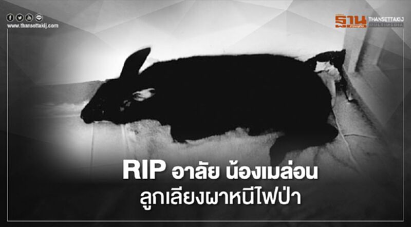 RIP อาลัยน้องเมล่อน ลูกเลียงผาหนีไฟป่า RIP อาลัยน้องเมล่อน ลูกเลียงผาหนีไฟป่า