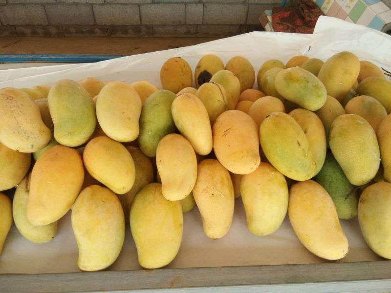 เลยเปิดหน้าศาลากลางขาย”มะม่วงบุฮม”