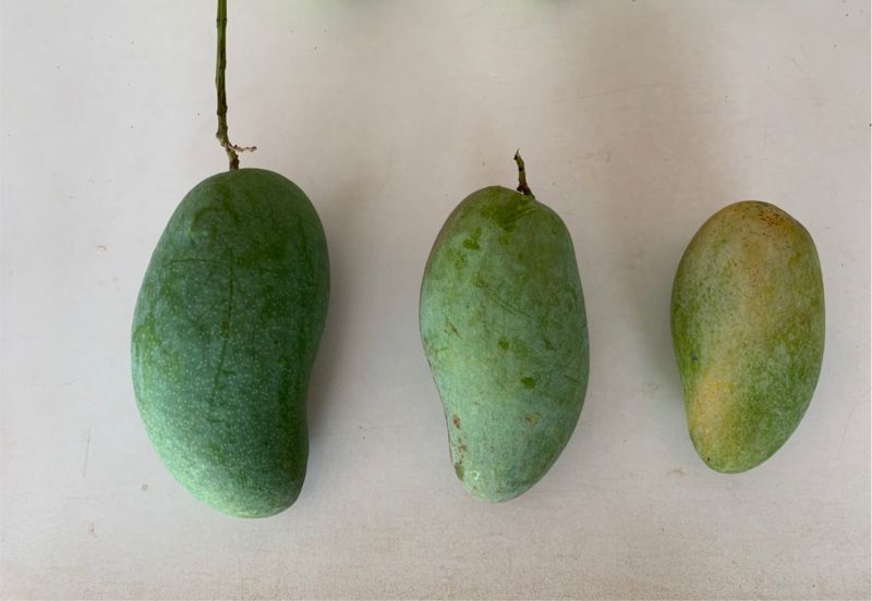 เลยเปิดหน้าศาลากลางขาย”มะม่วงบุฮม”