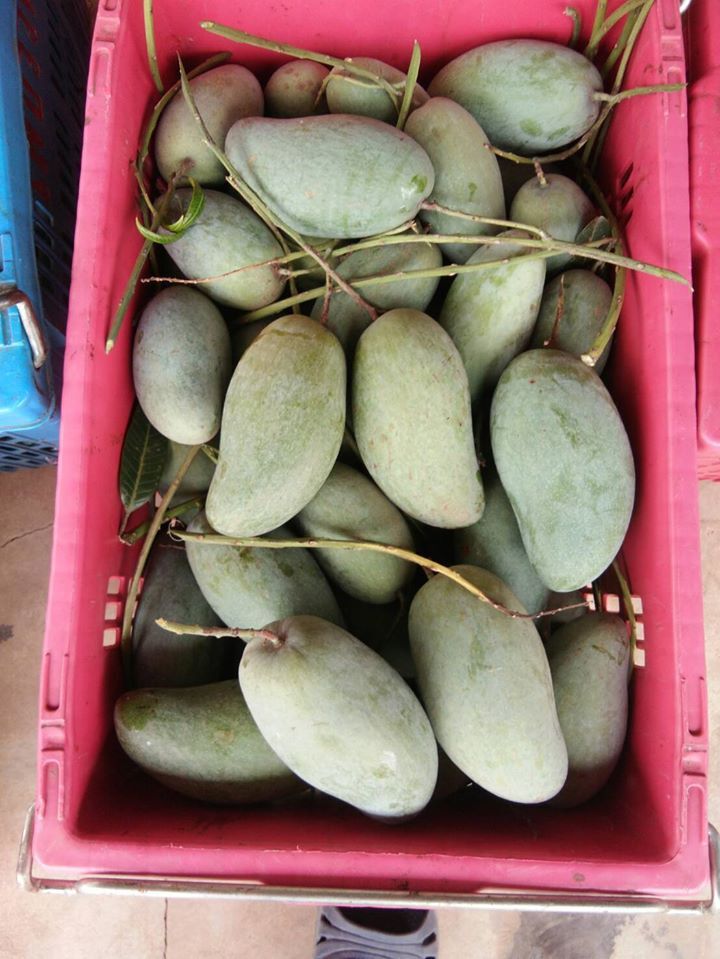 เลยเปิดหน้าศาลากลางขาย”มะม่วงบุฮม”