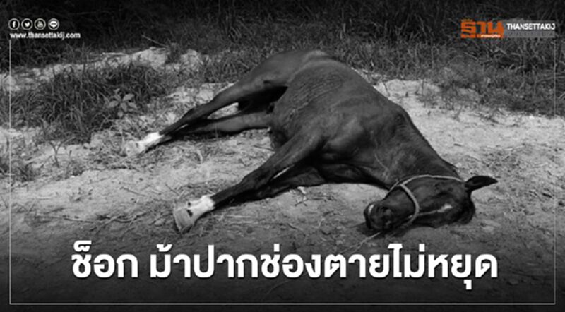 ช็อก ม้าปากช่องตายไม่หยุด ช็อก ม้าปากช่องตายไม่หยุด