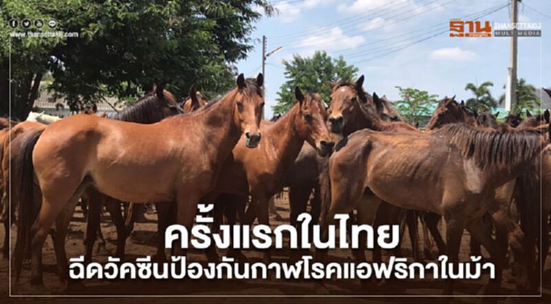 ครั้งแรกในไทยฉีดวัคซีนป้องกันกาฬโรคแอฟริกาในม้า ครั้งแรกในไทยฉีดวัคซีนป้องกันกาฬโรคแอฟริกาในม้า