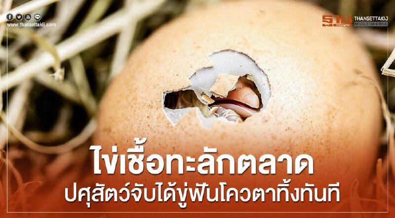 ไข่เชื้อทะลักตลาดปศุสัตว์จับได้ขู่ฟันโควตาทิ้งทันที