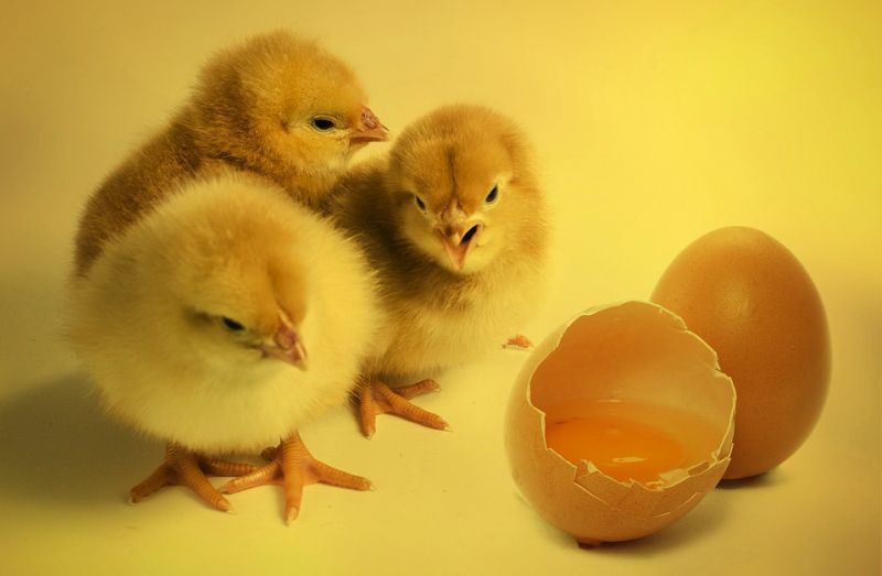 ไข่ไก่ร่วง 20 สตางค์พ่อค้ากระทุ้งส่งออก
