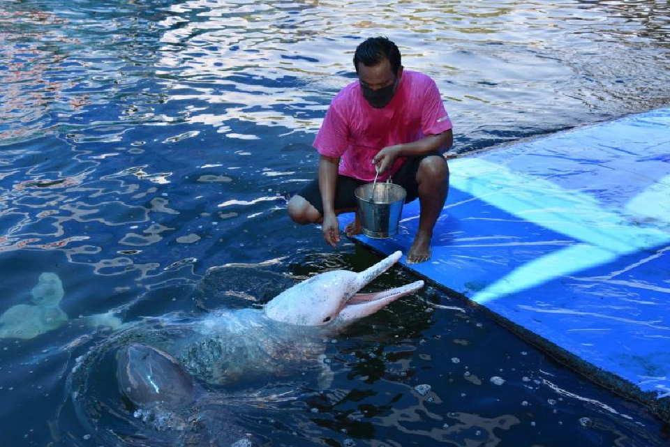 โอเอซิสซีเวิลด์ตัดใจ”ขายสวน”ต่อชีวิตโลมา