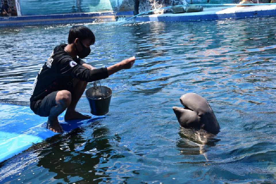 โอเอซิสซีเวิลด์ตัดใจ”ขายสวน”ต่อชีวิตโลมา