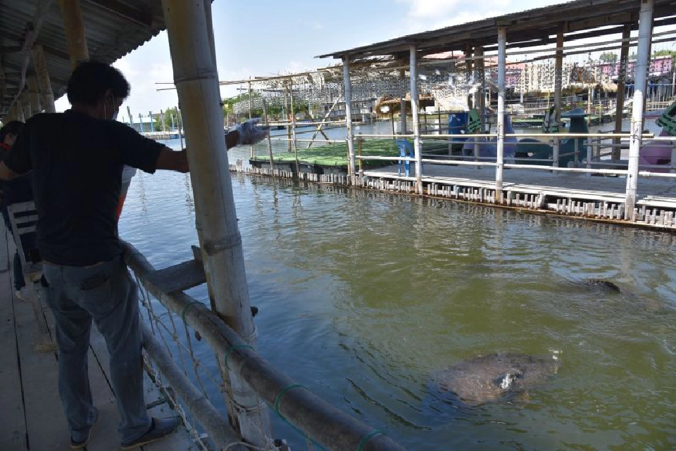 โอเอซิสซีเวิลด์ตัดใจ”ขายสวน”ต่อชีวิตโลมา