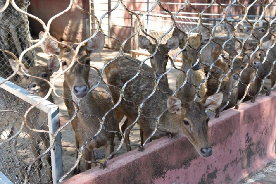โอเอซิสซีเวิลด์ตัดใจ”ขายสวน”ต่อชีวิตโลมา