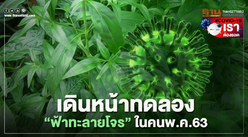 เดินหน้าทดลอง“ฟ้าทะลายโจร”ในคนพ.ค.63 