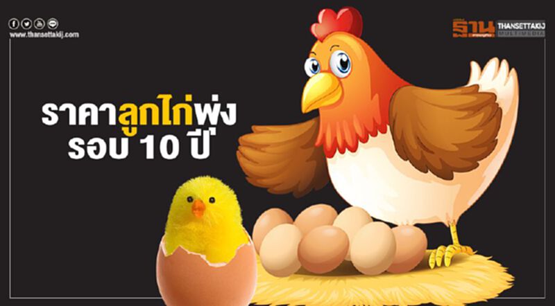 ราคาลูกไก่พุ่งรอบ 10 ปี 11 รายขอนำเข้าแม่พันธุ์เอง ราคาลูกไก่พุ่งรอบ 10 ปี 11 รายขอนำเข้าแม่พันธุ์เอง