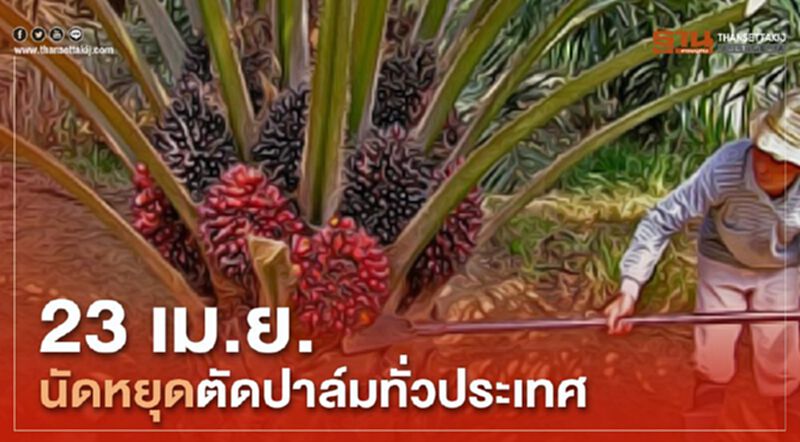 23 เม.ย. นัดหยุดตัดปาล์มทั่วประเทศ 23 เม.ย. นัดหยุดตัดปาล์มทั่วประเทศ