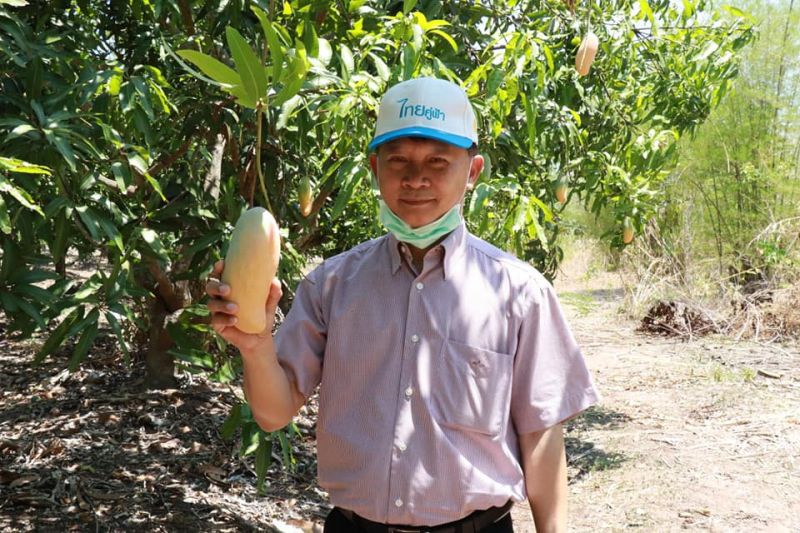 มะม่วงพิษณุโลกล่องใต้ขาย”นครฯยันนราฯ”
