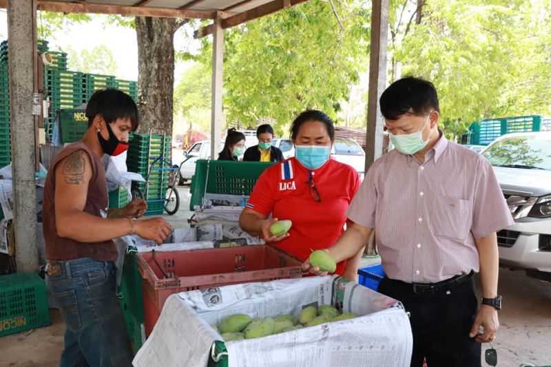 มะม่วงพิษณุโลกล่องใต้ขาย”นครฯยันนราฯ”