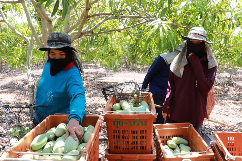มะม่วงพิษณุโลกล่องใต้ขาย”นครฯยันนราฯ”