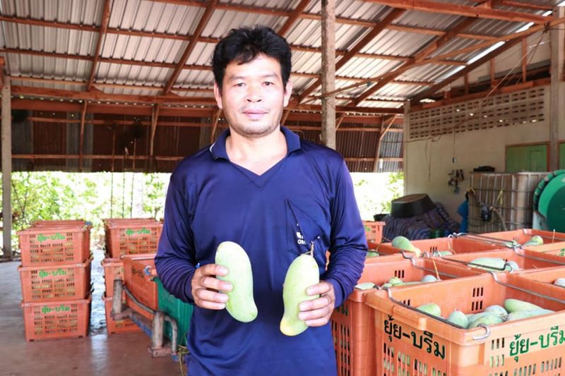 มะม่วงพิษณุโลกล่องใต้ขาย”นครฯยันนราฯ”