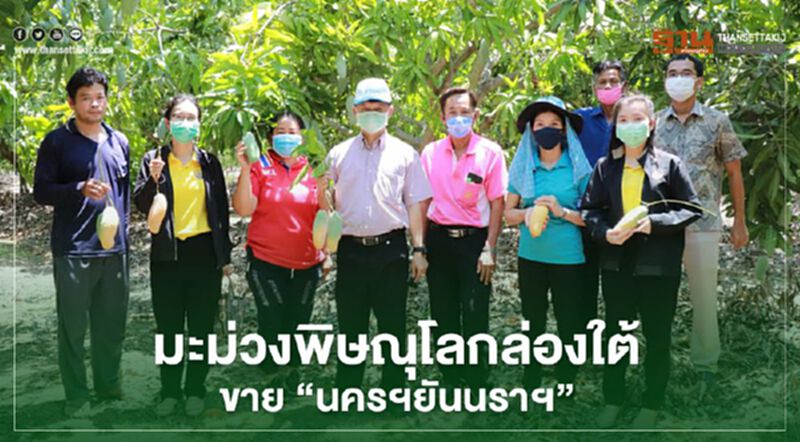 มะม่วงพิษณุโลกล่องใต้ขาย”นครฯยันนราฯ” มะม่วงพิษณุโลกล่องใต้ขาย”นครฯยันนราฯ”