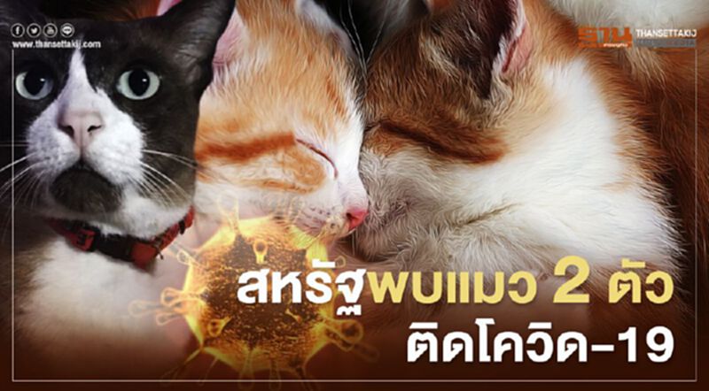 สหรัฐพบแมว 2 ตัวติดเชื้อไวรัสโควิด-19 สหรัฐพบแมว 2 ตัวติดเชื้อไวรัสโควิด-19