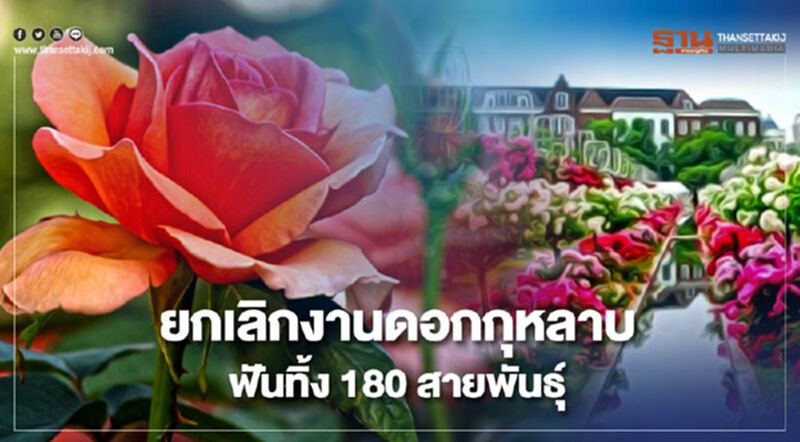 ญี่ปุ่นเข้มยกเลิกงานดอกกุหลาบประจำปีฟันทิ้ง180สายพันธุ์ ญี่ปุ่นเข้มยกเลิกงานดอกกุหลาบประจำปีฟันทิ้ง180สายพันธุ์