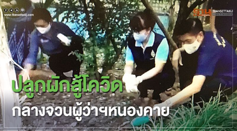 ปลูกผักสู้โควิดกลางจวนผู้ว่าฯหนองคาย ปลูกผักสู้โควิดกลางจวนผู้ว่าฯหนองคาย