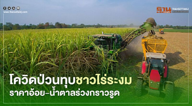 โควิดป่วนทุบชาวไร่ระงมราคาอ้อย-น้ำตาลร่วงกราวรูด โควิดป่วนทุบชาวไร่ระงมราคาอ้อย-น้ำตาลร่วงกราวรูด