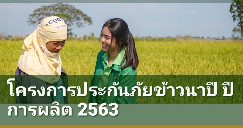ธ.ก.ส. เปิดโครงการประกันภัยข้าวนาปี