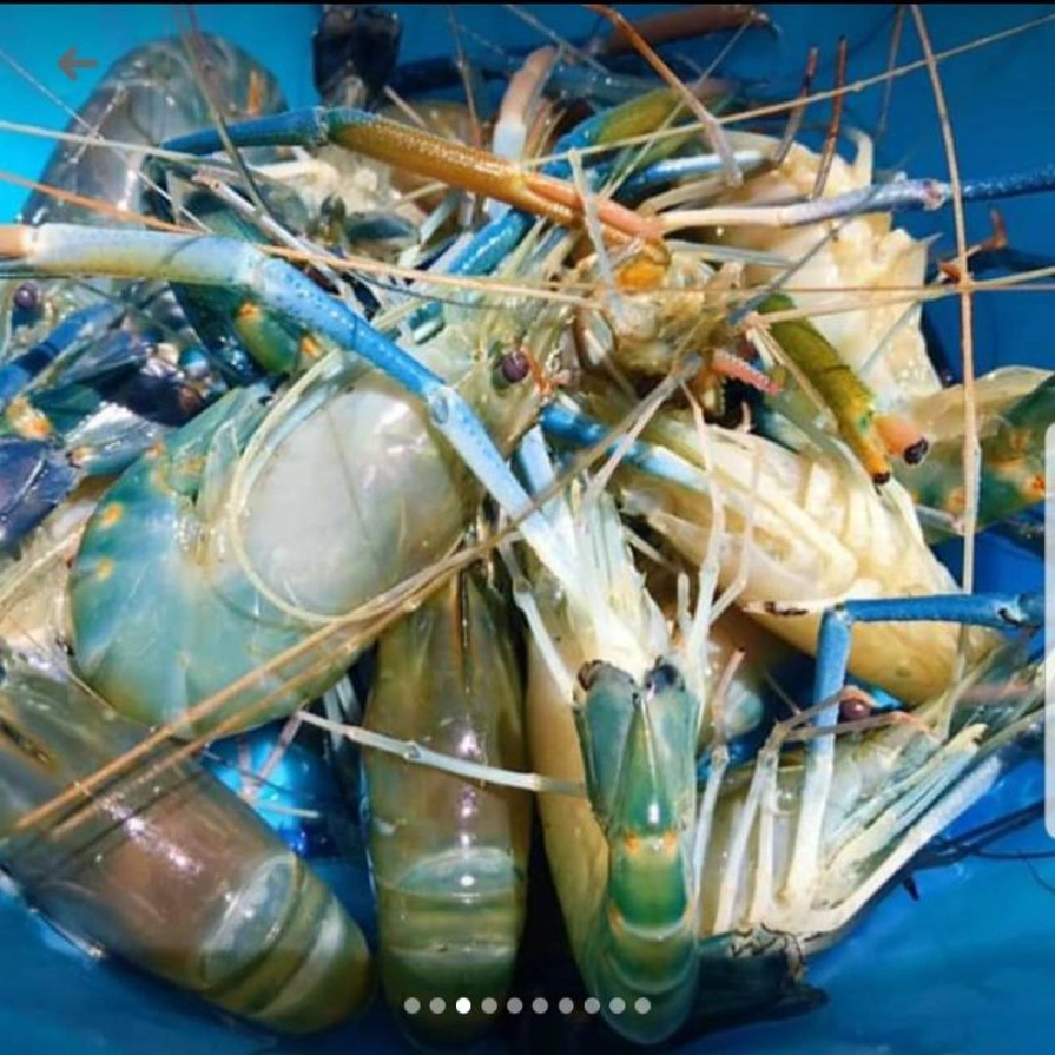 เปิดแล้วแอพกรมประมงเช็กสถานะเกษตรกร