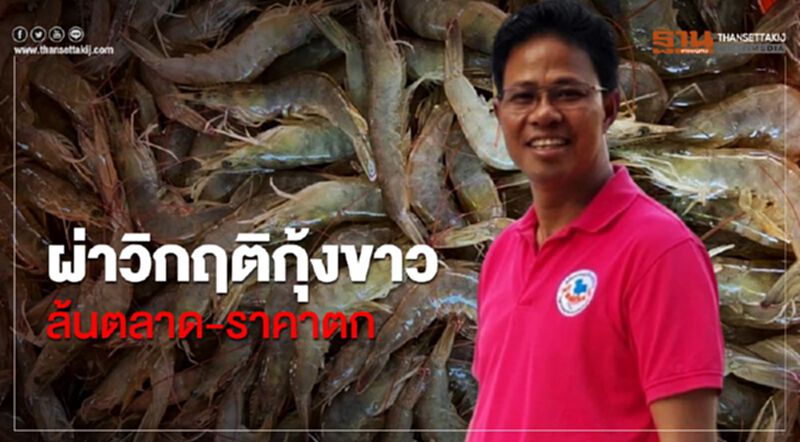 ผ่าวิกฤติกุ้งขาวล้นตลาด-ราคาตก ผ่าวิกฤติกุ้งขาวล้นตลาด-ราคาตก