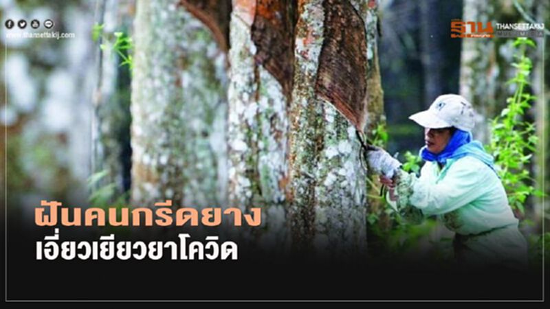 ฝันคนกรีดยางเอี่ยวเยียวยาโควิด ฝันคนกรีดยางเอี่ยวเยียวยาโควิด