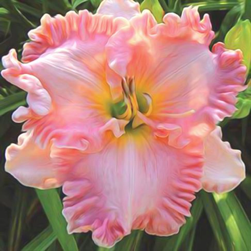 เดย์ลิลลี่