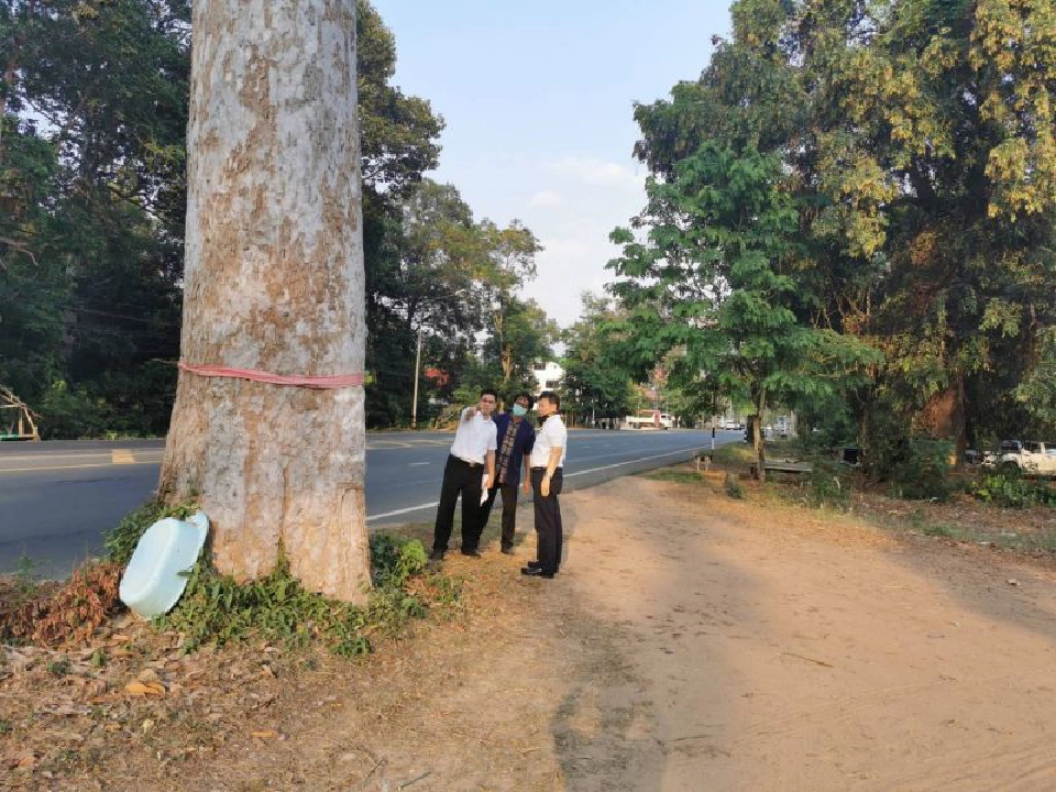 กรมทางหลวงยกเลิกโค่นต้นยางนาริมถนนยโสธร