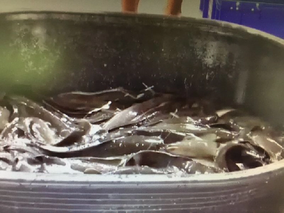 ปลานิลหนองคายแลกกับผลไม้แห้งเชียงใหม่