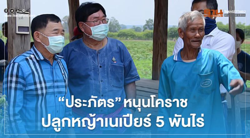“ประภัตร” หนุนโคราชปลูกหญ้าเนเปียร์ 5 พันไร่ “ประภัตร” หนุนโคราชปลูกหญ้าเนเปียร์ 5 พันไร่