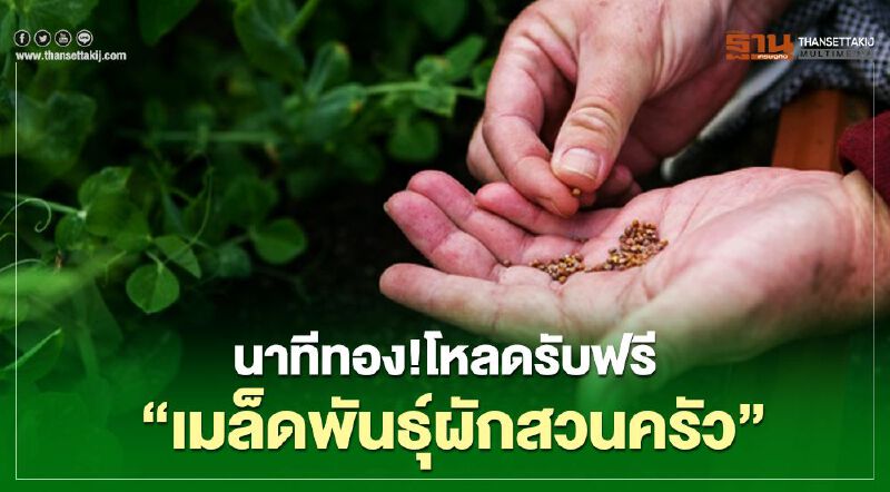  นาทีทอง!โหลตรับฟรี “เมล็ดพันธุ์ผักสวนครัว”